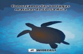 Conozcamos las tortugas marinas de Costa Rica · A pesar de ser la tortuga de la que más se usan sus huevos legal (Ostional) e ilegalmente, sus poblaciones ... (pero esta es otra