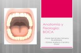 Anatomía y Fisiología: BOCAs4f1d769cf586f6c7.jimcontent.com/download/version/1448253798/mod… · CUESTIONARIO 1.- ¿A través de qué se comunica al exterior el vestíbulo bucal?