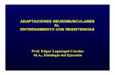 Prof. Edgar Lopategui Corsino M.A., Fisiología del Ejercicio · 2010-01-21 · ADAPTACIONES NEUROMUSCULARES AL ENTRENAMIENTO CON RESISTENCIAS Prof. Edgar Lopategui Corsino M.A.,