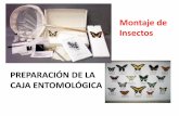 Preparación de la caja entomológicaecaths1.s3.amazonaws.com/entomologiaforestal/761981428.Preparación...Una caja Entomológica es una caja elaborada de manera estética, elegante