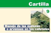 180 - Cenicafé - FNC Colombia Página Principal | … · 2013-11-06 · En esta cartilla usted aprenderá a: Definir que es una maleza ... principalmente de gramíneas o pastos,