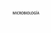 MICROBIOLOGÍA - … · ADN ARN Gram-positivas Gram-negativas Hongos filamentosos Levaduras Rizopodos Ciliados Flagelados . ... No existe la separación entre núcleo y citoplasma