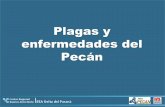 Plagas y enfermedades del Pecán - inia.org.uy · que afectan al cultivo, a diferencia de México y Estados Unidos donde el Pecán es originario ... plagas y enfermedades por debajo