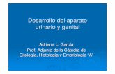 Desarrollo del aparato urinario y genital - … 25 Desarrollo del... · Desarrollo del aparato urinario y genital Desarrollo del aparato urinario y genital Adriana L. García Prof.