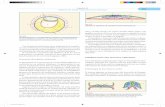 EMBRIOLOGÍA DEL SISTEMA URINARIO Formación …media.axon.es/pdf/73295_2.pdf · embriologÍa del sistema urinario Parte del sistema urogenital tiene origen en el mesoderma inter-