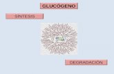 Presentación de PowerPoint - Inicio · Síntesis de glucógeno a partir de GLUCOSA en muchos tejidos 2-8 % peso húmedo [GLUCÓGENO] 0,5-1 % en peso h Luego de ingesta de HC Ayuno