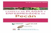 CARPETA DE PLAGAS Y DE Pecán - · PDF filetravés de la investigación acerca de las plagas y enfermedades que afectan al pecán, y los extensionistas, productores, ... na de la República