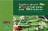 TRÁFICO ILEGAL - PericosMexico.orgpericosmexico.org/pdf/ReporteFinalEspanol.pdf · era considerado como el motor del tráfico ilegal. Ahora, México debe resolver el problema inter-namente.