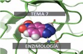 TEMA 7 - biologiaygeologia.weebly.com · La glucógeno sintasa es la enzima que fabrica el glucógeno ... La avitaminosis produce el escorbuto Tema 7.- Enzimología . VITAMINA B 1