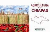 La agricultura en Chiapas - …internet.contenidos.inegi.org.mx/contenidos/productos/prod_serv/... · de la tecnología y destino de la producción; a continuación se encuentran
