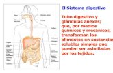 El Sistema digestivo Tubo digestivo y químicos y mecánicos, alimentos ... · Tubo digestivo y glándulas anexas; que, por medios químicos y mecánicos, transforman los alimentos