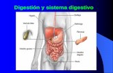 Sistema Digestivo humano - actiweb.es · en la motilidad , mezcla y avance de los nutrientes por el tubo digestivo . ... alimentos al sistema digestivo, en el se produce la acción