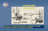 Acoelomate triploblasts - USC · Los Platelmintos. Definición y características principales. Concepciones clásicas y actuales sobre su sistemática. Acoelomate triploblasts . Phyllum