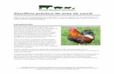 Sacrificio práctico de aves de corral - hsa.org.uk · Todo el proceso desde la captura hasta el punto de la muerte se debe realizar de un modo controlado para que las aves estén