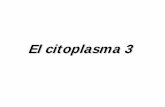 El citoplasma 3 - docentes.educacion.navarra.esdocentes.educacion.navarra.es/ralvare2/microtubulosnucleo.pdf · polimerice y forme el huso mitótico (esta droga y sus ... Sería como