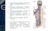 Nervios cervicales: existen 8 pares denominados C1 a …files.nutricion-fisiopatologia-unitec.webnode.mx/200000039-bda37be... · En resumen, hacia ambos laterales de la médula espinal