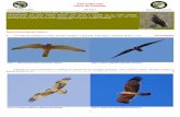 Falconiformes Clave de Familias - yuribass.com · Falconiformes Clave de Familias Ref: Ave.1 IDENTIFICACION DEL AVE POSADA: 1- (1a) Pico con una protuberancia córnea en forma de
