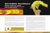 Giraldillo Sevillano - sfd02f42a70c46a07.jimcontent.com · del perfeccionamiento de determinadas cualidades cromáticas, morfológicas y funcionales, en mutacio-nes producidas de