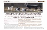 EFECTO DEL PESO AL SACRIFICIO SOBRE LAS … · El presente trabajo es parte del mismo. ... Los animales se sacri˜ caron en el matadero más cerca-no a la explotación. Tras el sacri˜