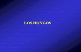 LOS HONGOS - uva.es · anatómicas, y en base a los taxones de plantas y de hongos implicados, siete tipos de micorrizas diferentes , aunque haciendo una simplificación podemos englobar