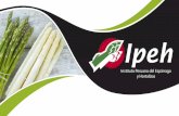 El Instituto Peruano del Espárrago y Hortalizas (IPEH ... · Copitarsia corruda para el fortalecimiento de su manejo integrado en el cultivo de esparrago (2010-2012) 4. Fortalecimiento