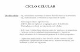 CICLO CELULAR - UNSAM - Universidad Nacional de … 8 - Ciclo celular y... · - Organismos multicelulares: hay división celular y muerte celular programada ... Diferentes niveles