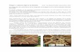 Palapa y cubiertas ligeras de Bambú. A - … Paulino.docx.pdf · innovación de productos e innovación de procesos. Cubierta Tejida ... Sera importante no compararlo con la madera,