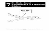 El Ciclo Estral – Terminología y Conceptos Básicosecaths1.s3.amazonaws.com/reproanimalfaz/1585835745... · 2012-09-06 · sus ciclos estrales en los que sólo se produce la preñez