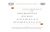 Guía práctica de necropsias en los animales domésticosfmvz.unam.mx/fmvz/publicaciones/archivos/Guia_Practica_Necropsias... · 2. redacción de un informe de necropsias y descripción
