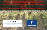 AVANCE DE RESULTADOS EXPERIMENTACIÓN AGRARIA. CENTRO DE ...pagina.jccm.es/agricul/albaladejito/pdf/RESULTADOS_CAMPANIA_2015... · En el Centro de Investigación Agroforestal de Albaladejito
