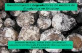 Eucalyptus en Uruguay · eucalipto (biopulpeo, bioblanqueo). ... descomponedores de madera en los troncos acopiados en el campo. -Evaluación de la diversidad de Basidiomycetes en