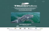 Taller para el análisis de la viabilidad de - …fcm.ens.uabc.mx/~enriquez/complementos/proyectos/Tallertiburonbal... · El tiburón ballena (Rhincodon typus), el pez más grande
