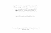 Organogénesis directa in vitro de Nicotiana tabacum ... · de cultivo estéril utilizado para el experimento de desinfección. El Zamorano, ... El tabaco fue descrito por primera