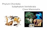 Phylum Chordata Subphylum Vertebrata Clase Mammalia fileSinápsidos – fueron los primeros amniotas en diversificarse ampliamente en tierra Pelicosaurios – herbívoros y carnívoros;
