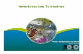 Invertebrados [Modo de compatibilidad] - Calidad del …siga.jalisco.gob.mx/multi/Invertebrados Terrestres en Jalisco.pdf · Participantes CUCBA, Universidad de Guadalajara, Zapopan,