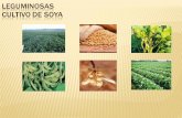 CULTIVO DE SOYA - s58669cd9b381f673.jimcontent.com · Orden: Leguminosae Familia: Rosales ... orden de producción son: EE. UU., Brasil y Argentina. El aceite de soja es el de mayor
