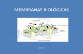 MEMBRANAS BIOLÓGICASs076f68c3bf6790f7.jimcontent.com/download/version/1348065603/... · BIOQUIMICA I . CARACTERÍSTICAS a. Fluidez: ... Están asociadas a la superficie de las membranas