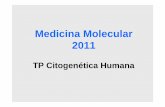 Medicina Molecular 2011 - Investigación en Cancer · ProtocoloProtocolo. Tipos de sondas ... • El gen más estudiado dentro de esta zona es el gen de la elastina, una proteína
