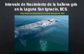 Intervalo de Nacimiento de la ballena gris en la Laguna ... · Invierno Invierno Preñez Lactancia Descanso Apareamiento Parto Año 1 Año 2 Intervalos de nacimiento Breeding interval