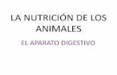 LA NUTRICIÓN DE LOS ANIMALES. - … animal.pdf · • Respiración: incluye el intercambio de gases con el medio, obteniendo O ... entrada de alimentos, y el ano, salida de residuos