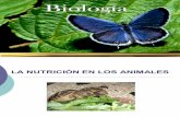 TEMA 6: LA NUTRICIÓN EN LOS ANIMALES … · 2) Digestión: Romper los alimentos en moléculas más sencillas ... TEMA 6: LA NUTRICIÓN EN LOS ANIMALES Alumno: José Jara Moreno ...
