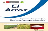 Cadena agroproductiva del ARROZ Ministerio de …agroaldia.minagri.gob.pe/.../agroeconomia_arroz_final2013.pdf · Cadena agroproductiva del ARROZ 7 El Arroz (Oryza sativa L)Principales