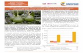 El cultivo del aguacate (Persea americana Miller.), fruta ... · • Hass: Es el principal cultivar del mundo, llegando a aportar el 80 % de los aguacates que se consumen, debido