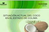 SITUACIÓN ACTUAL DEL COCO EN EL ESTADO DE … · Industria diversificada en el aprovechamiento del coco: pulpa, fibras, dulces, agua, carbón y tiene menor dependencia de la copra