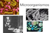 Microorganismos - s95b9e63f05c6a963.jimcontent.com · Virus de la influenza Virus del mosaico del tabaco Virus ébola LOS VIRUS Los virus son organismos dotados de ... codificadora
