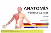 NERVIOS VASOS SANGUÍNEOS · vincenzo benedetti p. - medicina ufro 2009 - anatomÍa - resumen miembro superior 3 mÚsculos axioapendiculares posteriores superficiales