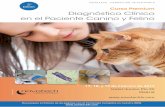 Edición Curso Premium Diagnóstico Clínico en el … · Claves en la Interpretación del Frotis Sanguíneo. ... •¿Por qué en Gatos no debo fiarme del Recuento en el hemograma