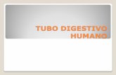 TUBO DIGESTIVO HUMANO - blogs.maristassegovia.org · Estómago: glándulas gástricas Contiene cuatro tipos de células: Células principales: Producen pepsinógeno. En contacto con