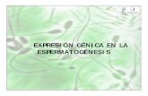 EXPRESIÓN GÉNICA EN LA ESPERMATOGÉNESIS · Las células mioides presentan el mayor número de transcriptos específicos y enriquecidos de entre las células somáticas (lámina