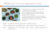 Virus ¿Son o no son organismos vivos? - …depa.fquim.unam.mx/amyd/archivero/U10_Virus_20212.pdf · Clasificación Familias Morfología similar del virión Estructura del genoma